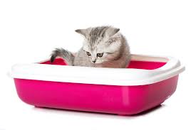 як прищепити котенка зображення 2.jpeg як прищепити котенка зображення 2.jpeg