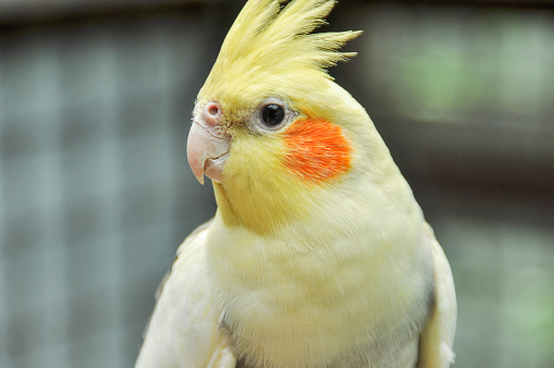 корела.jpg