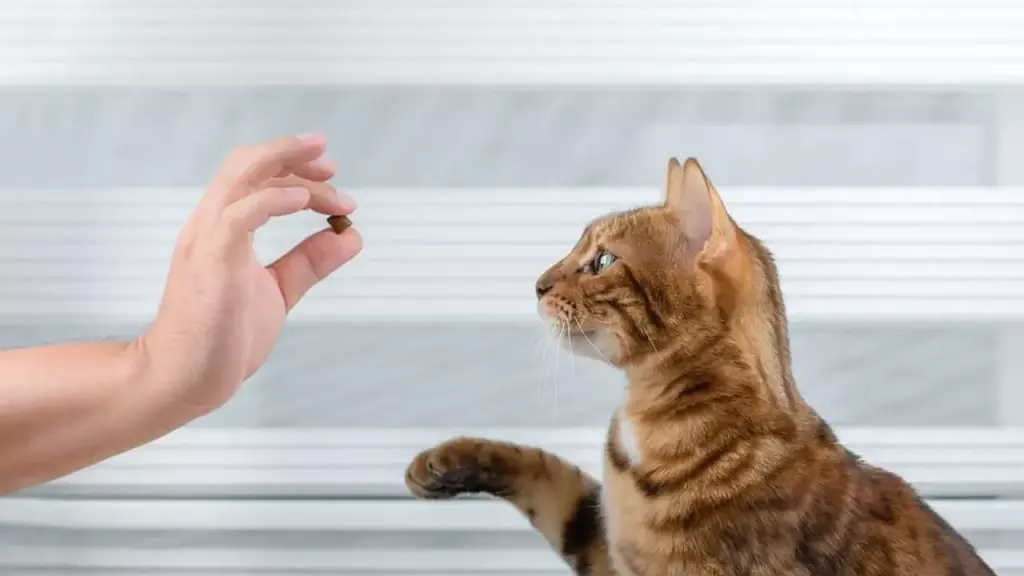 дрессировка кота в домашних условиях, изображение 2.webp дрессировка кота в домашних условиях, изображение 2.webp