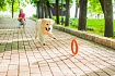 PitchDog (ПітчДог) Кільце для апортировки 