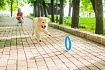 PitchDog (ПітчДог) Кільце для апортировки 