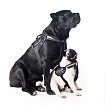 Dog Extremе Шлея для собак "POLICE"