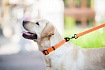 COLLAR EVOLUTOR Найміцніший повідок для собак