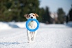 PitchDog (ПітчДог) Кільце для апортировки 