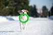 PitchDog (ПітчДог) Кільце для апортировки 