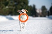 PitchDog (ПітчДог) Кільце для апортировки 