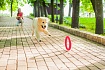 PitchDog (ПітчДог) Кільце для апортировки 