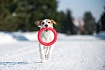 PitchDog (ПітчДог) Кільце для апортировки 