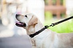 COLLAR EVOLUTOR Найміцніший повідок для собак