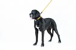 COLLAR EVOLUTOR Найміцніший повідок для собак