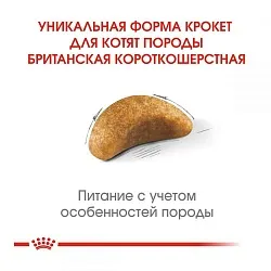 Royal Canin British Shorthair Kitten Корм для кошенят породи британська короткошерста